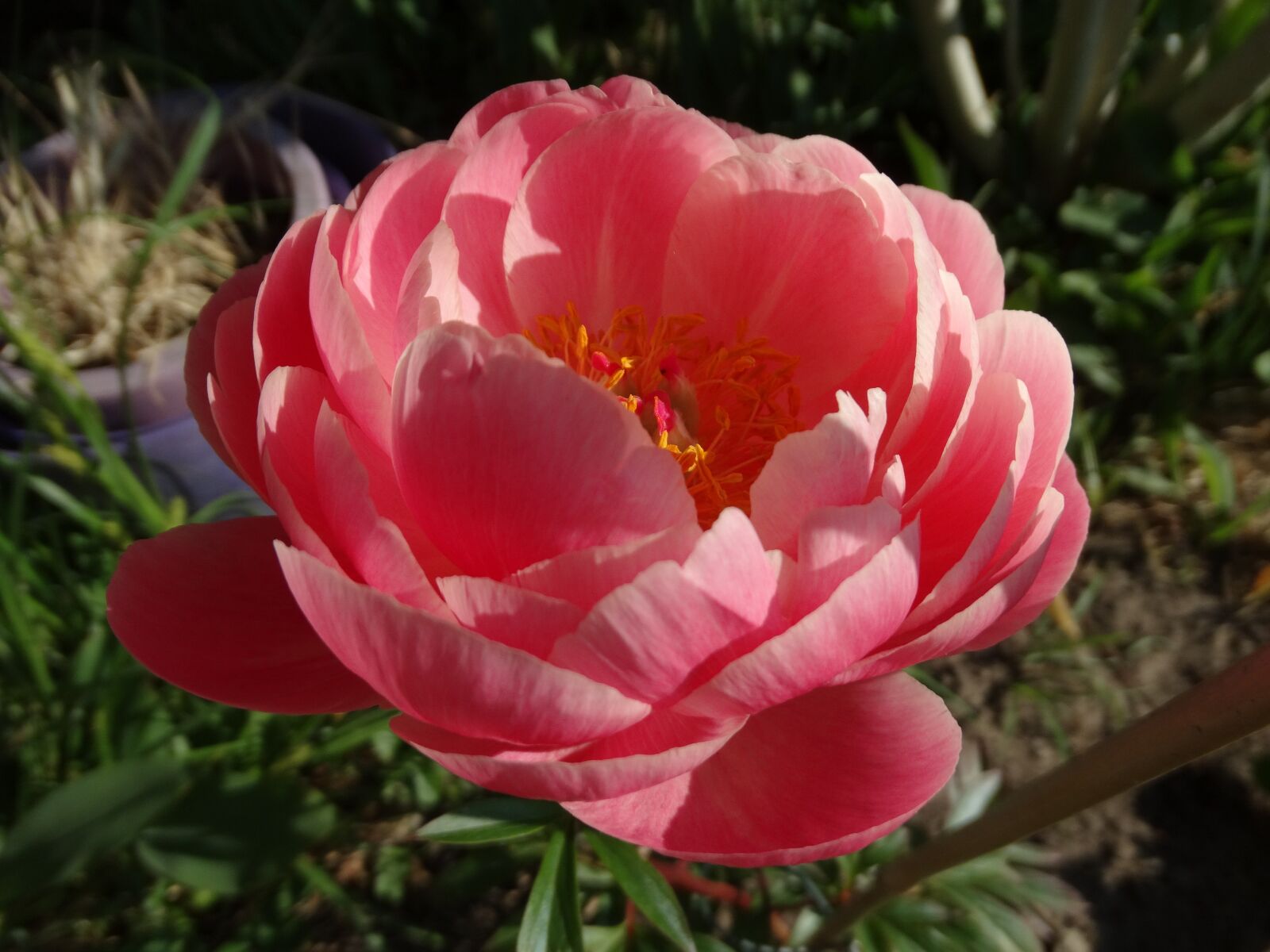 Sony Cyber-shot DSC-HX300 sample photo. Flower, diameter, rose photography