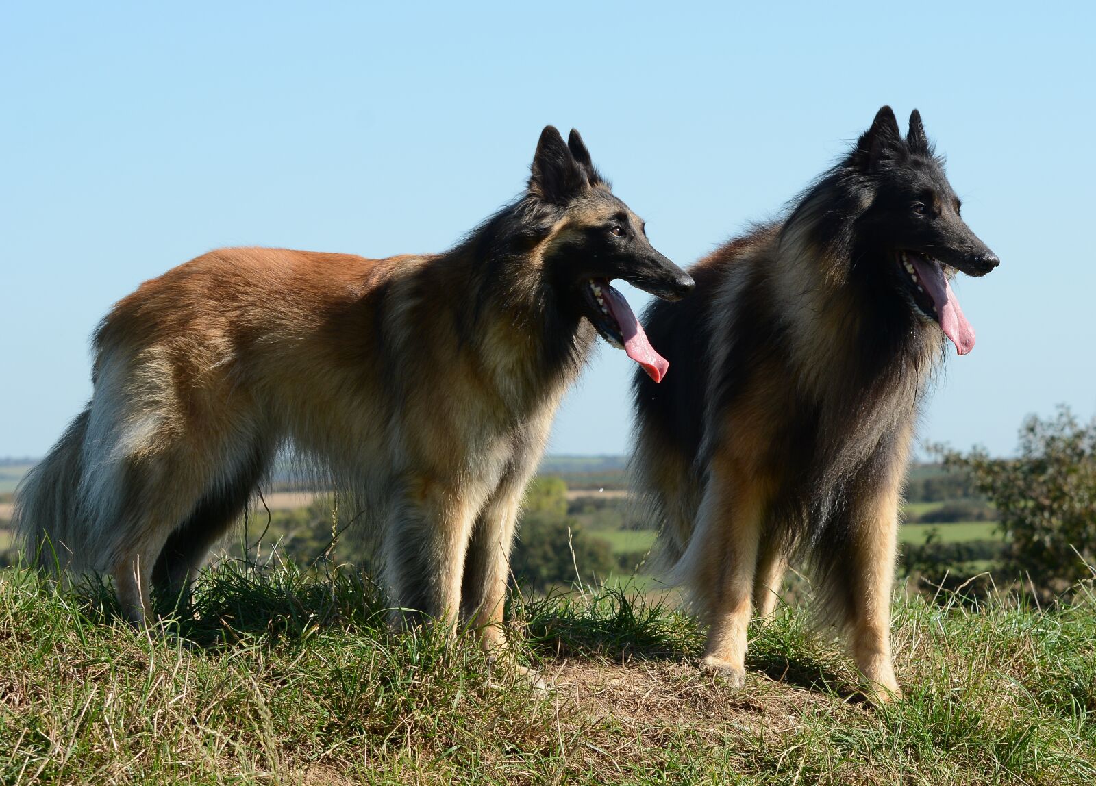 Nikon D7100 sample photo. Belgian, shepherd, tervuren photography