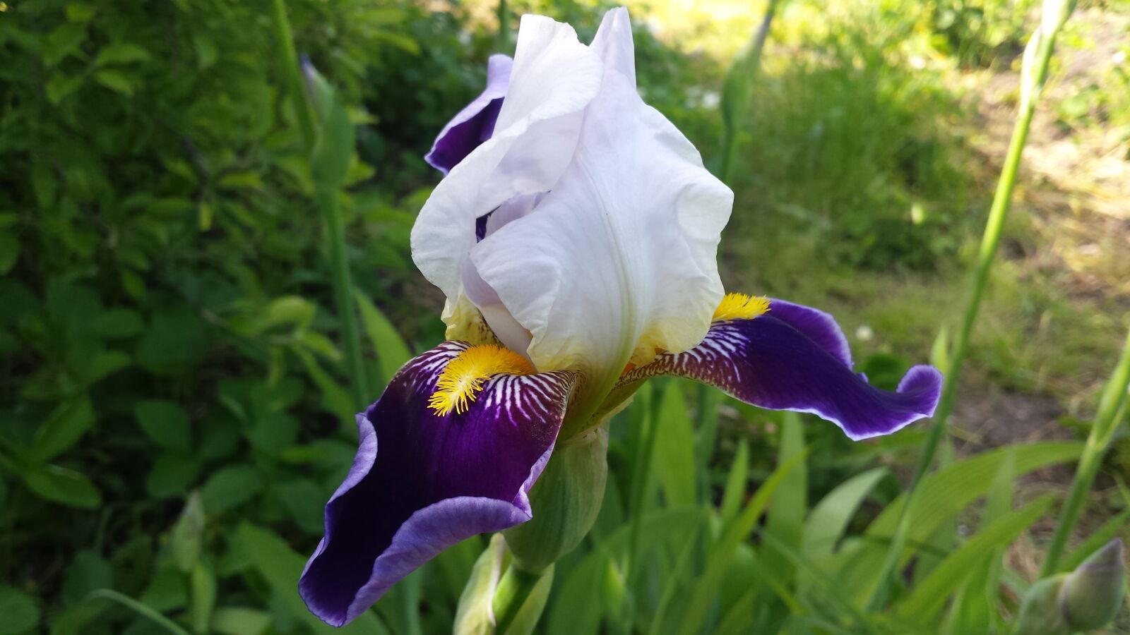 Samsung Galaxy S4 sample photo. Iris, flower, spring photography
