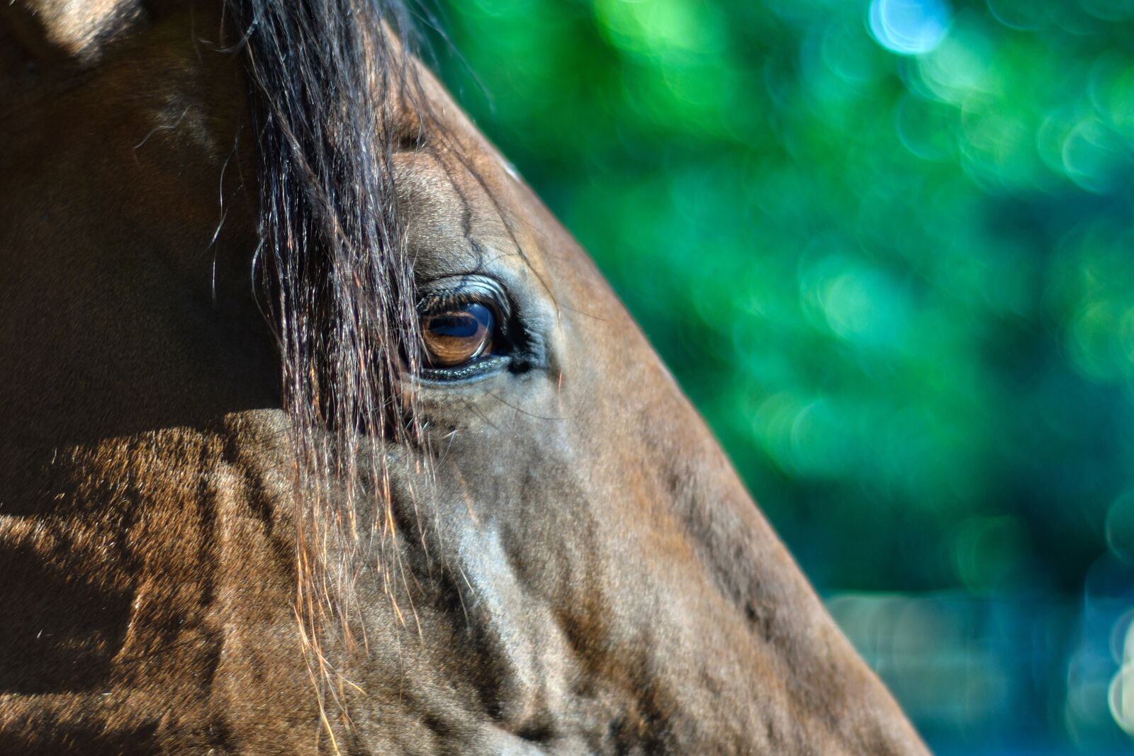 Nikon D500 sample photo. Horse, head, eye photography