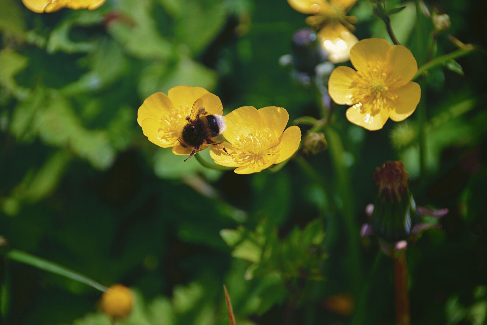 Nikon D5200 sample photo. Flowers, bourdon, insect photography
