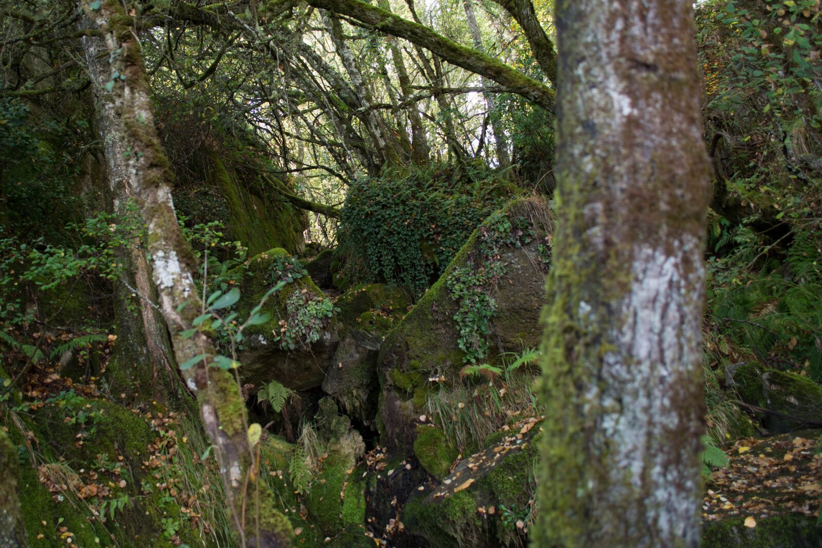 Nikon D7100 sample photo. Nature, wood, tree photography