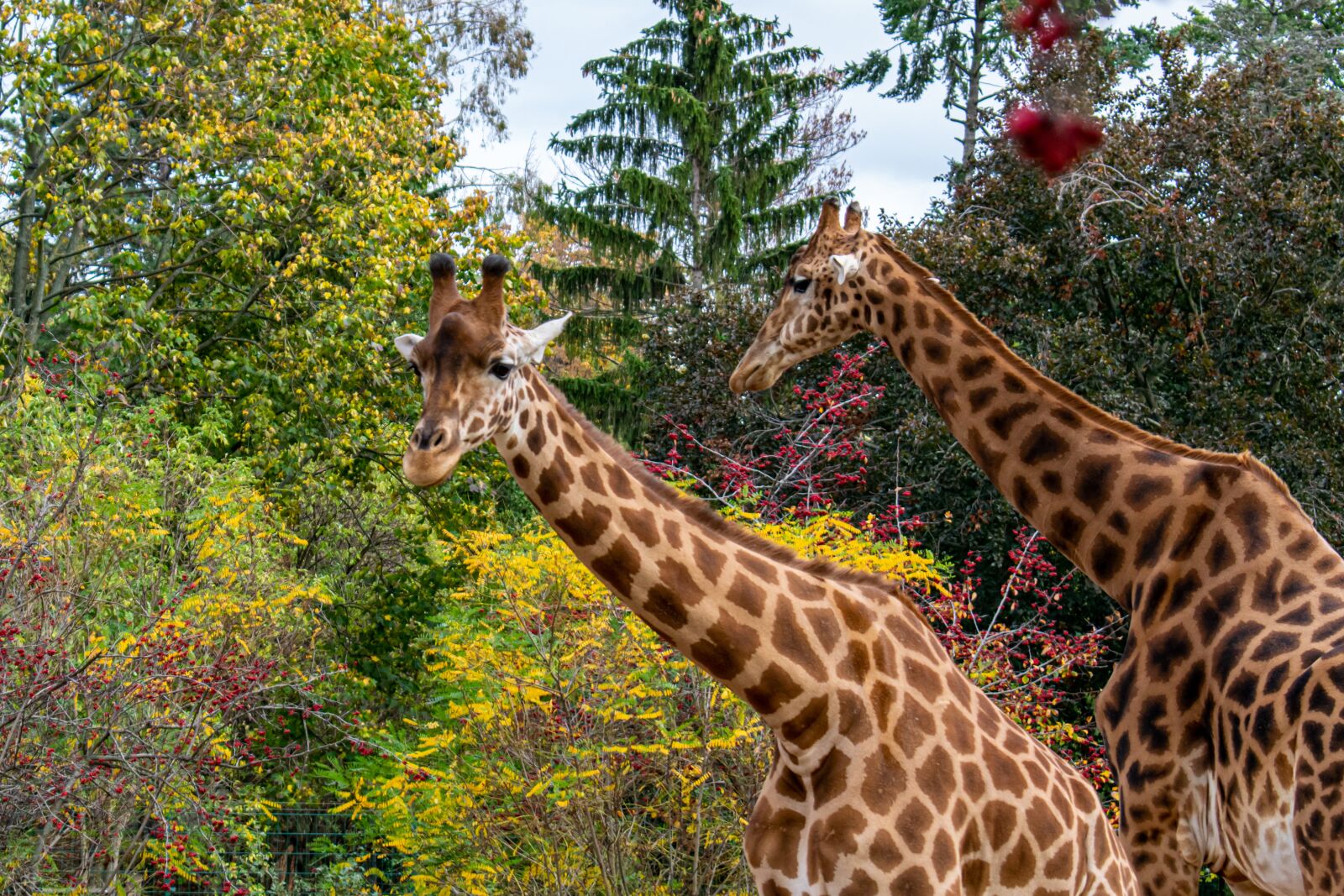 Nikon D5300 sample photo. Giraffe, giraffes, africa photography