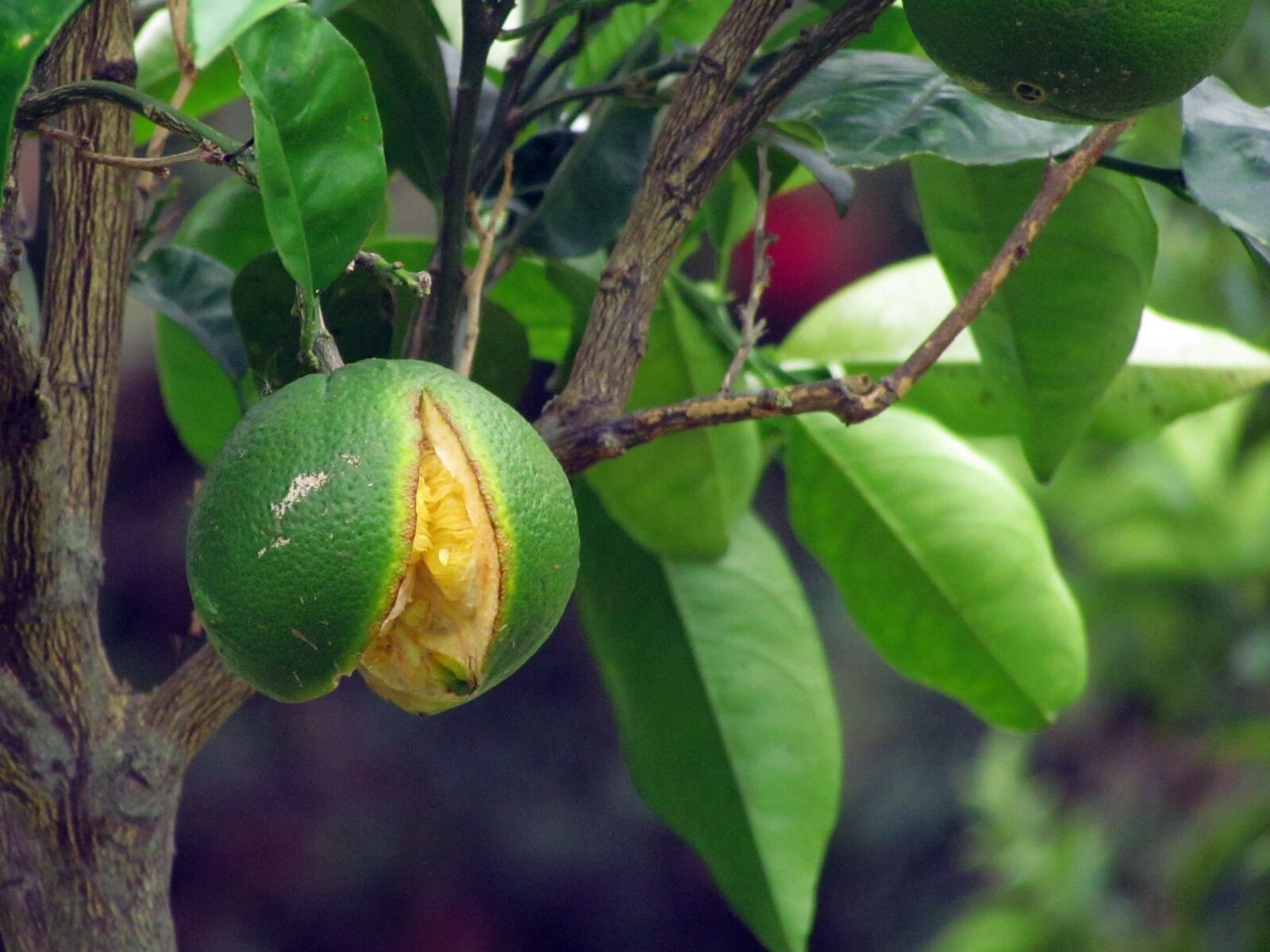Canon PowerShot SX30 IS sample photo. Before, of, time photography