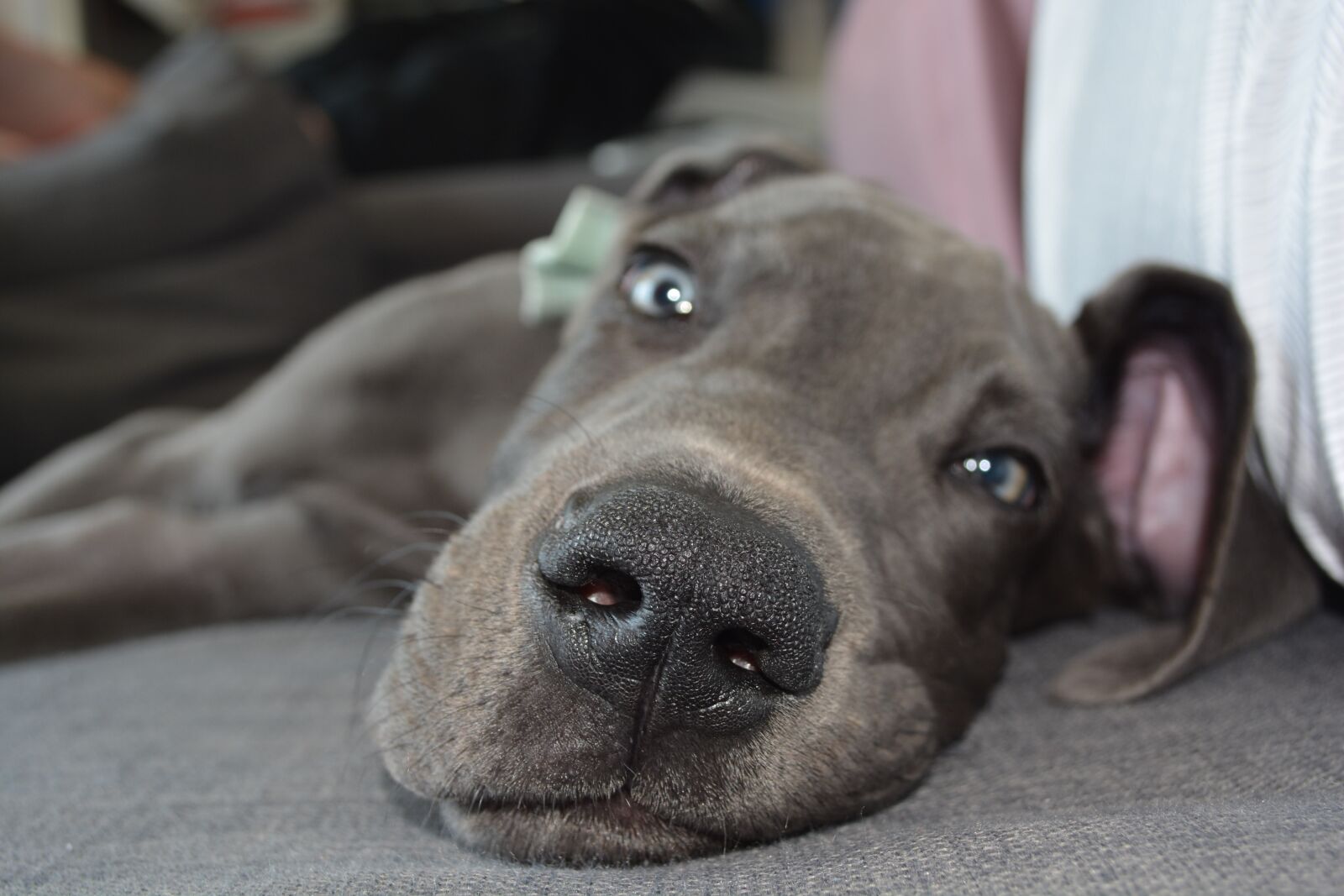 Nikon D5200 sample photo. Dog, puppy, nose photography