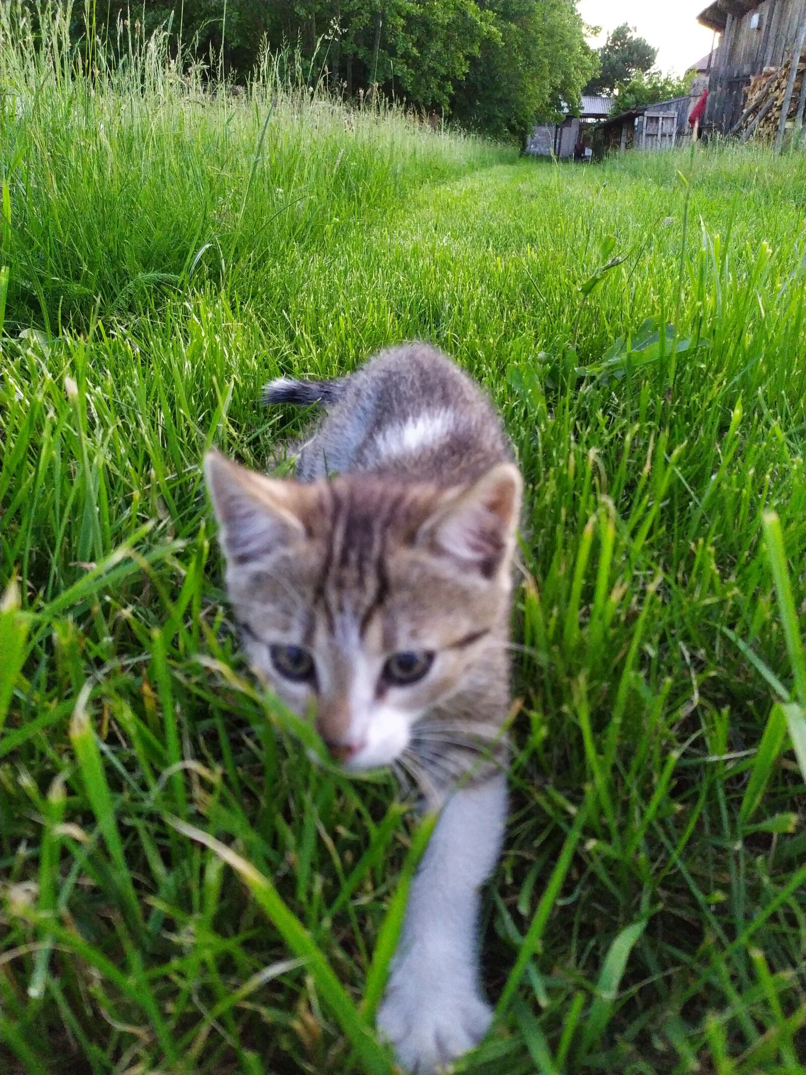 Xiaomi Redmi Note 7 sample photo. Cat, kitten, nature photography