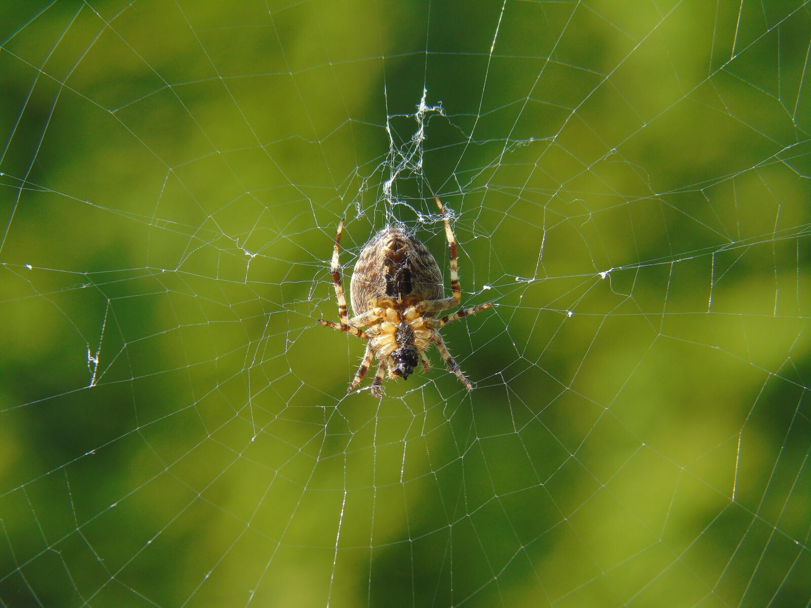 Sony Cyber-shot DSC-H400 sample photo. Spider, araneus, web photography