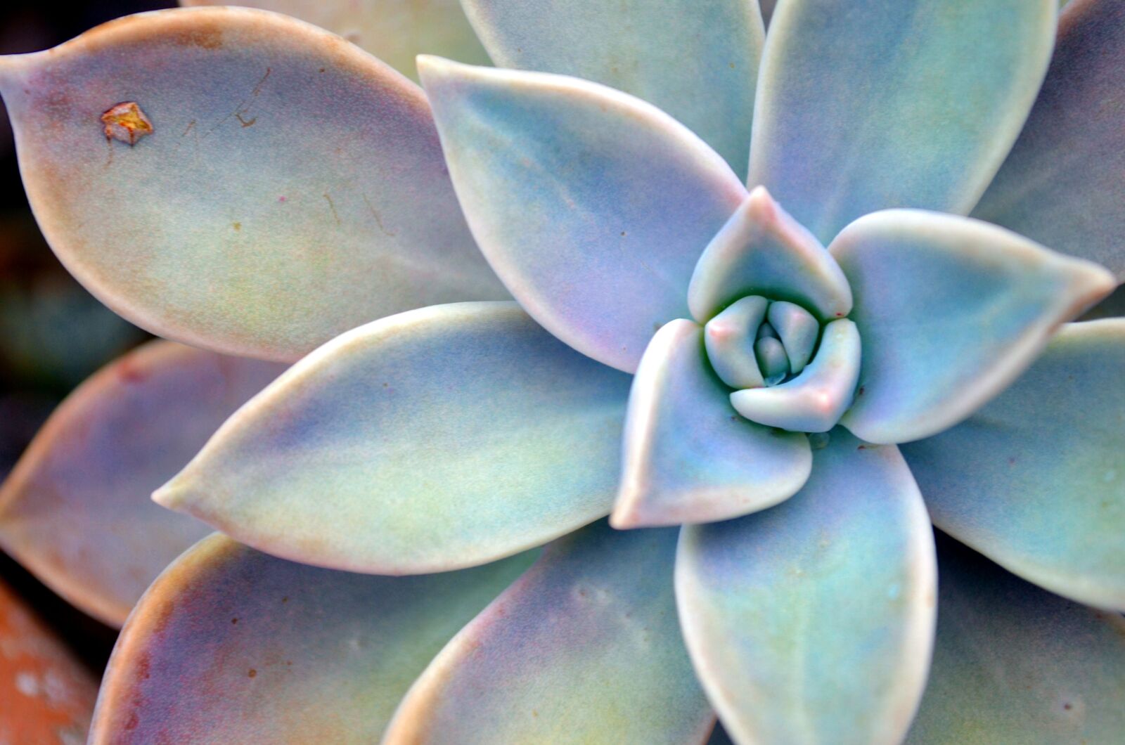 Nikon D5100 sample photo. Succulent plant, star, plant photography
