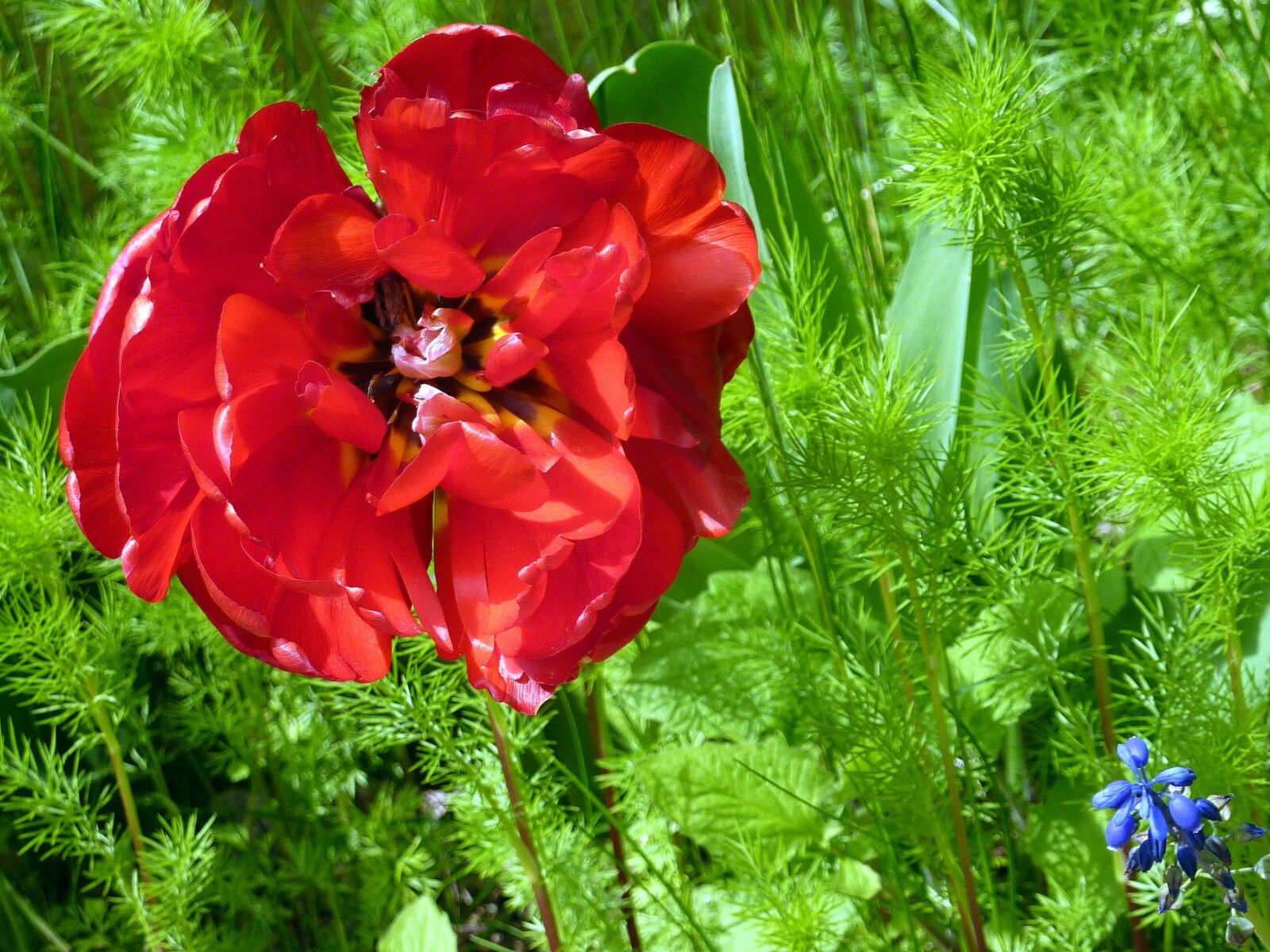 Panasonic DMC-TZ7 sample photo. Flower, red, nature photography