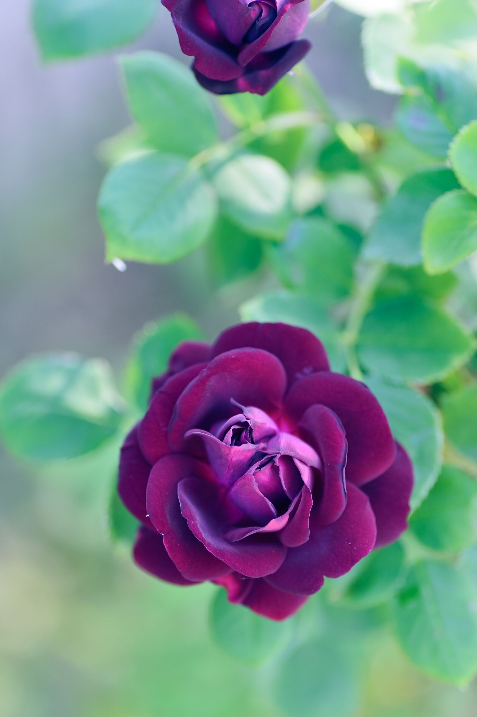 Nikon Df sample photo. Natural, flowers, rose photography
