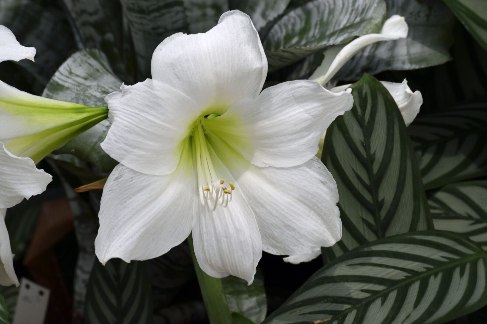 Nikon D3300 sample photo. White lily, flower, floral photography