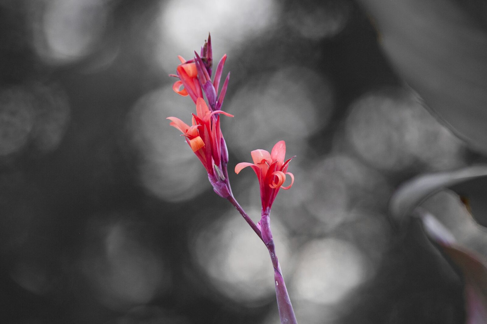 Canon EOS 5D Mark II + Canon EF 300mm f/4L sample photo. Flower, bokeh, nature photography
