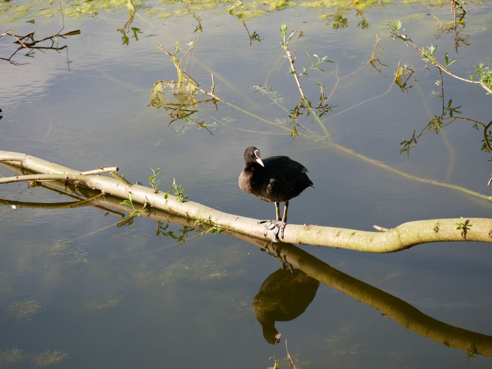 Panasonic Lumix DMC-GX85 (Lumix DMC-GX80 / Lumix DMC-GX7 Mark II) sample photo. Bird, water, tree photography