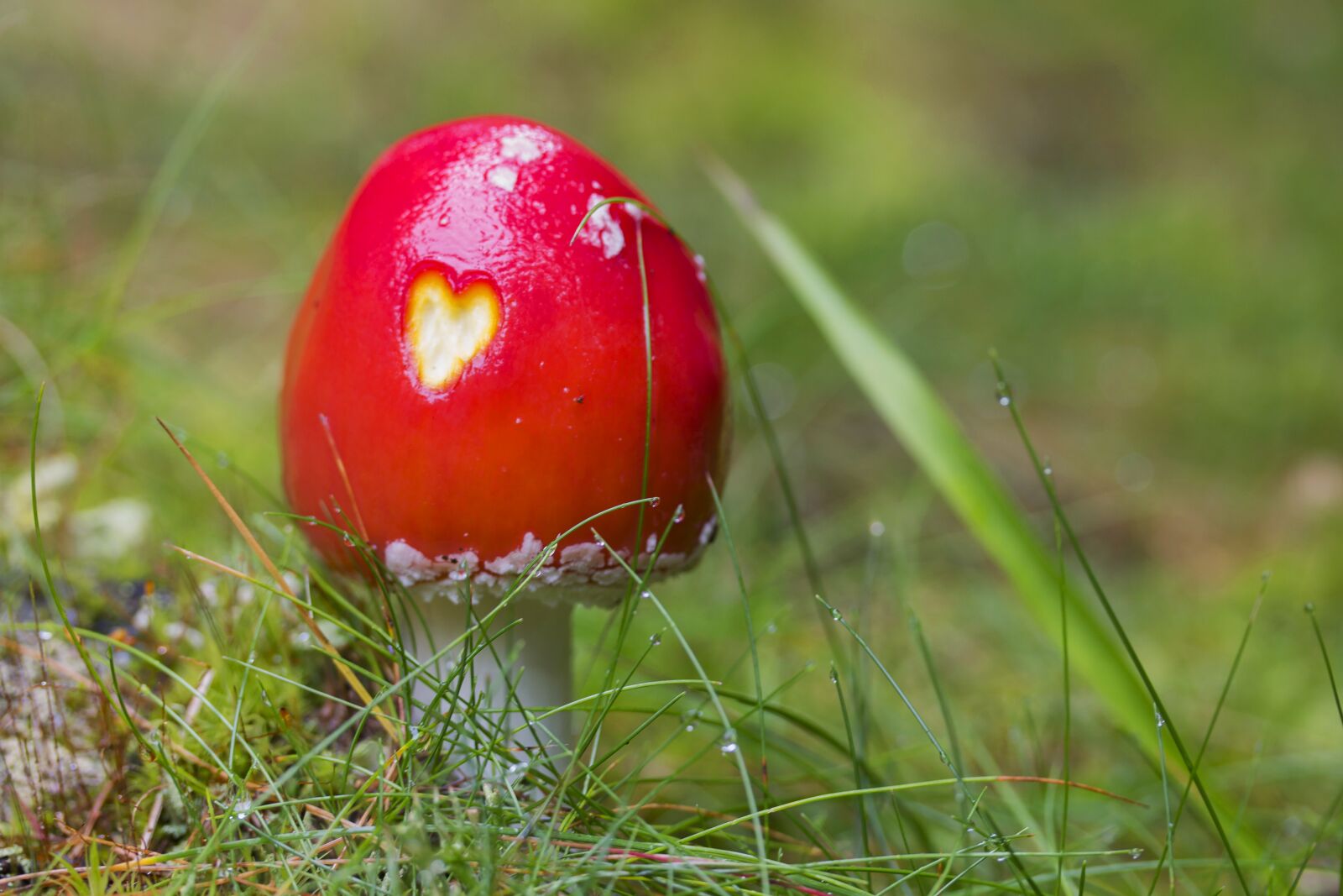 Canon EF-S 60mm F2.8 Macro USM sample photo. Fly-agaric, mushroom, landscape photography