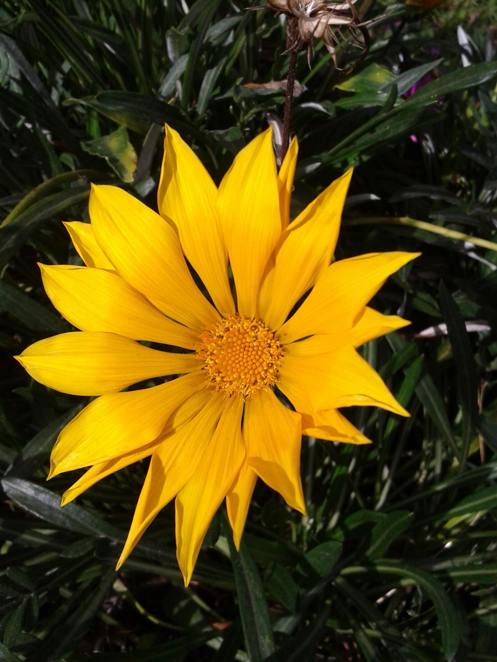Samsung Galaxy S3 Mini sample photo. Gazania, flower, yellow photography