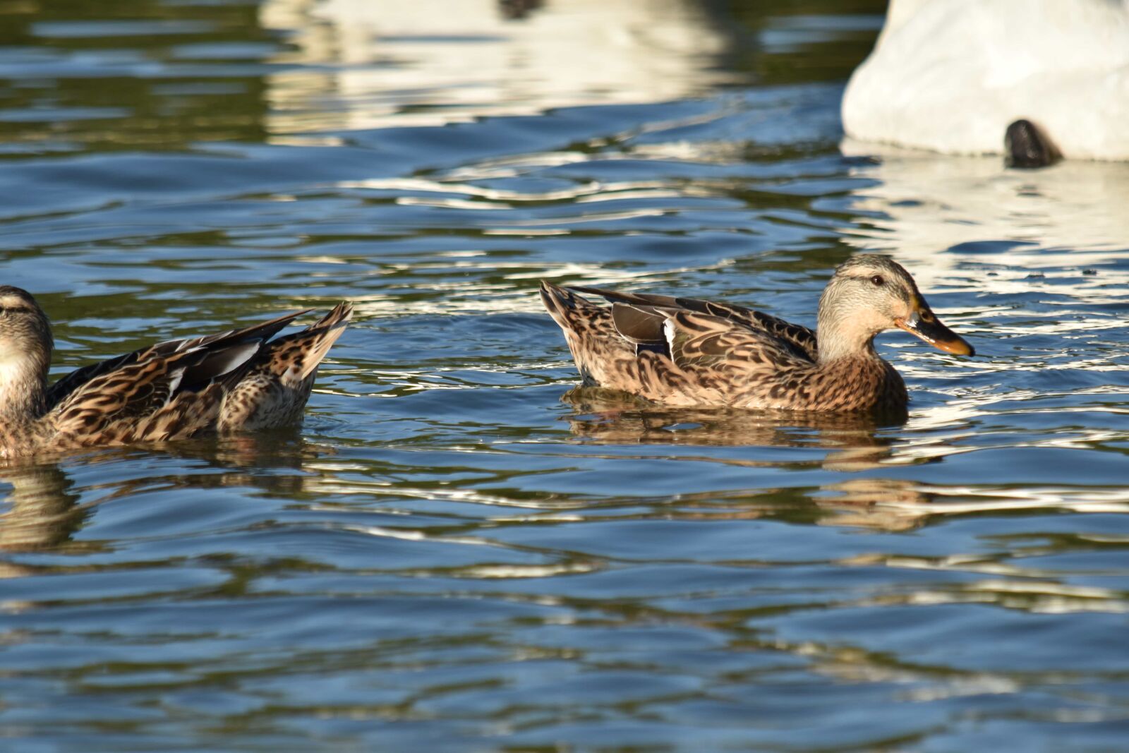Nikon D5500 sample photo. Flock, waterfowl, wildlife, pool photography