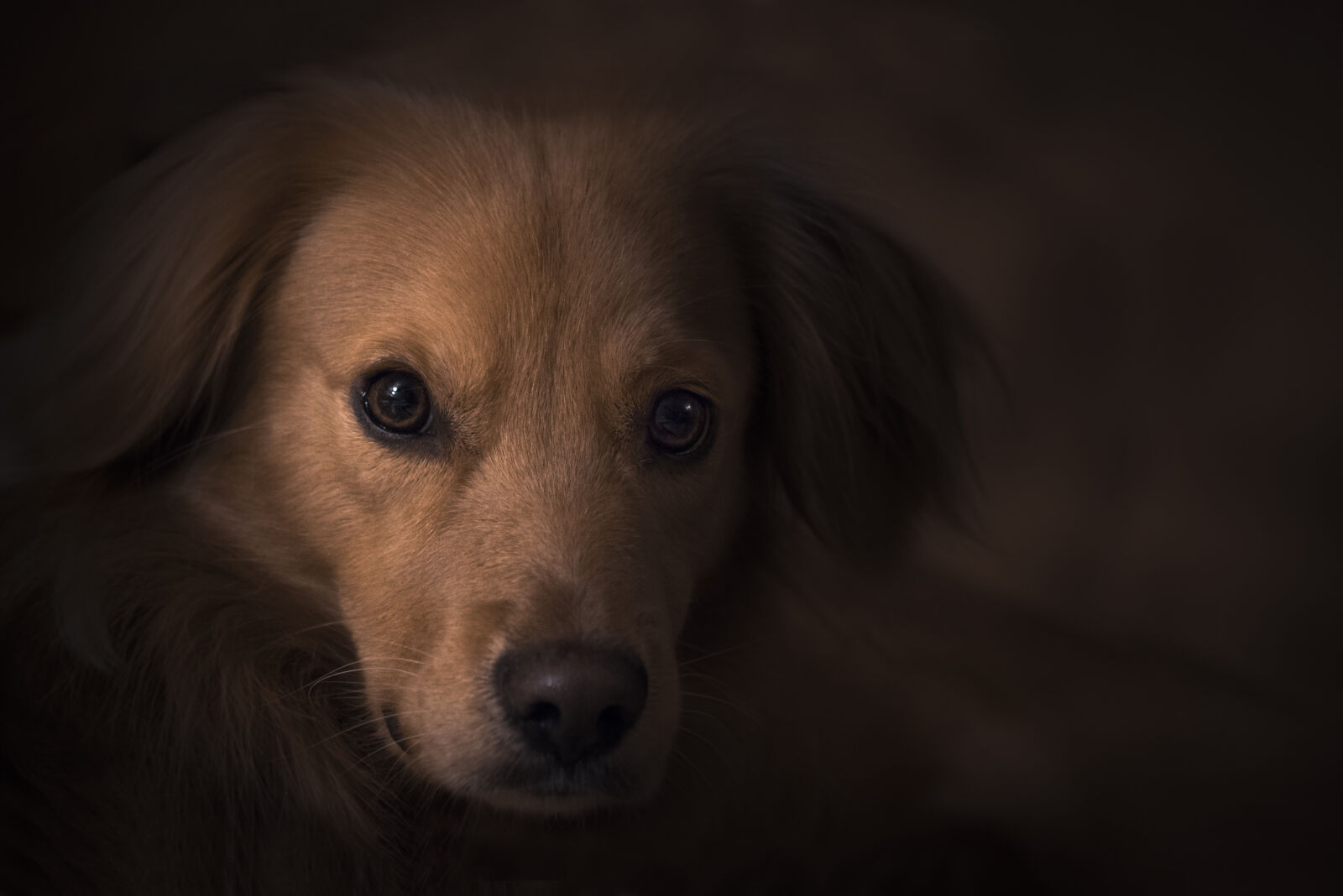 Sony a7R + Sony FE 24-240mm F3.5-6.3 OSS sample photo. Dog, dark, animal, portrait photography