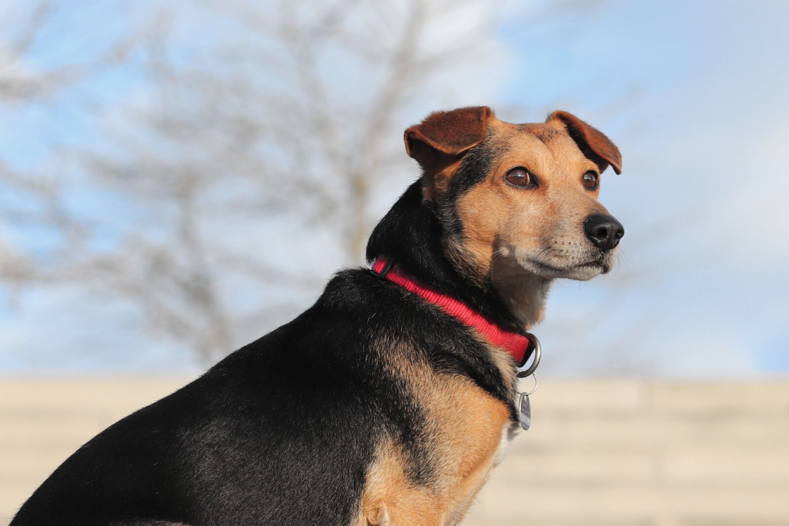Canon EOS 200D (EOS Rebel SL2 / EOS Kiss X9) sample photo. Dog, hybrid, pet photography
