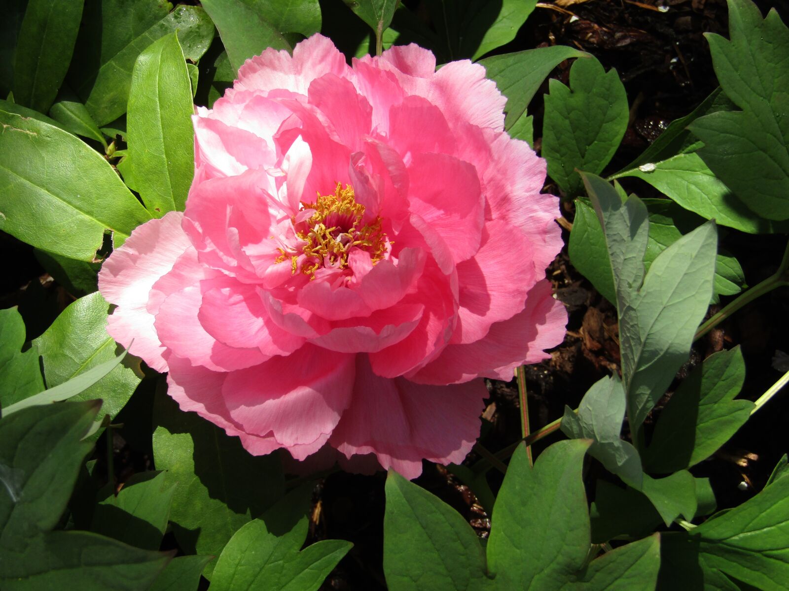 Canon PowerShot SX410 IS sample photo. Peony, flower, blossom photography