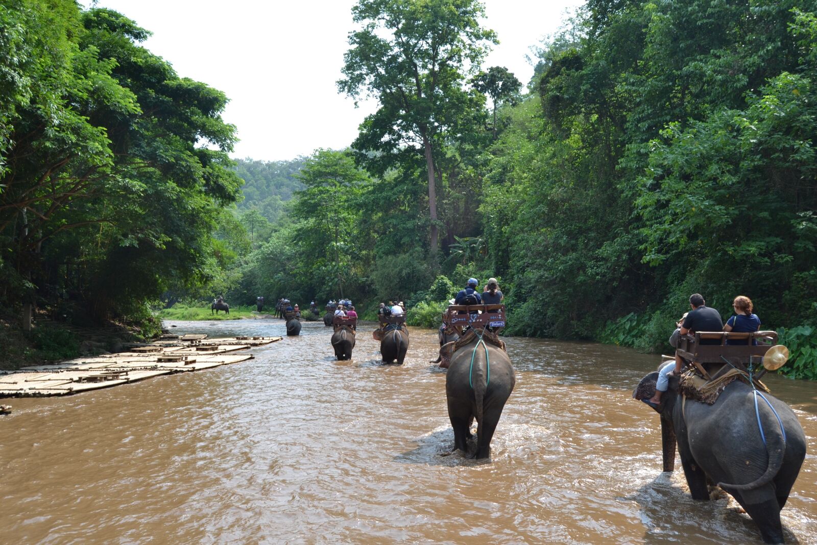 Nikon D3100 sample photo. Camp elephants, elephant, thailand photography