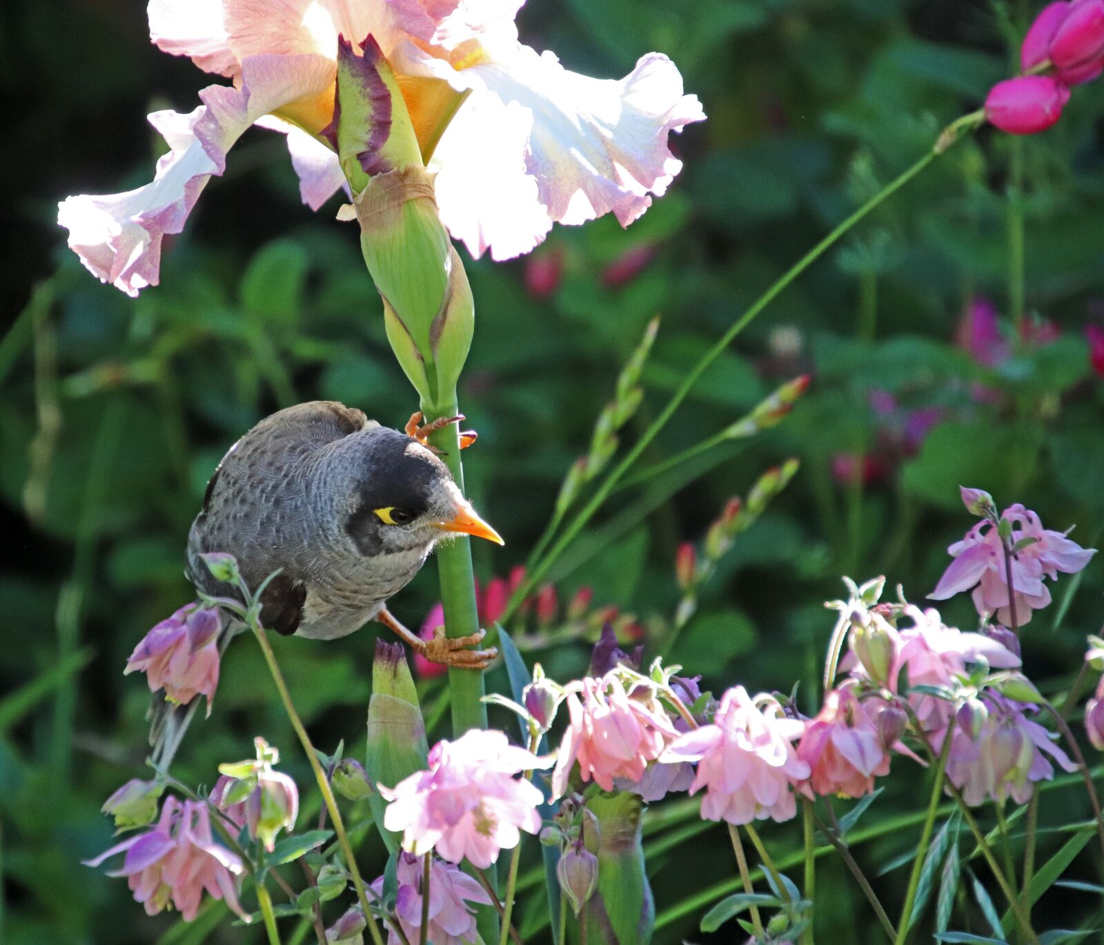 Canon EOS 800D (EOS Rebel T7i / EOS Kiss X9i) sample photo. Bird, noisy miner, honey photography