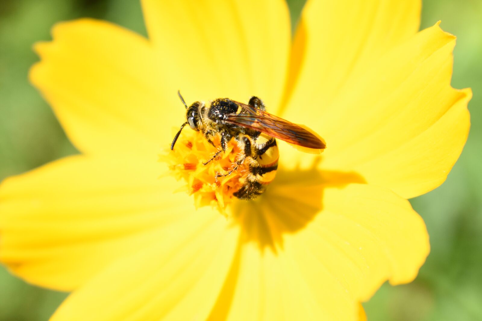 Nikon D3400 sample photo. Flower, yellow, bee photography