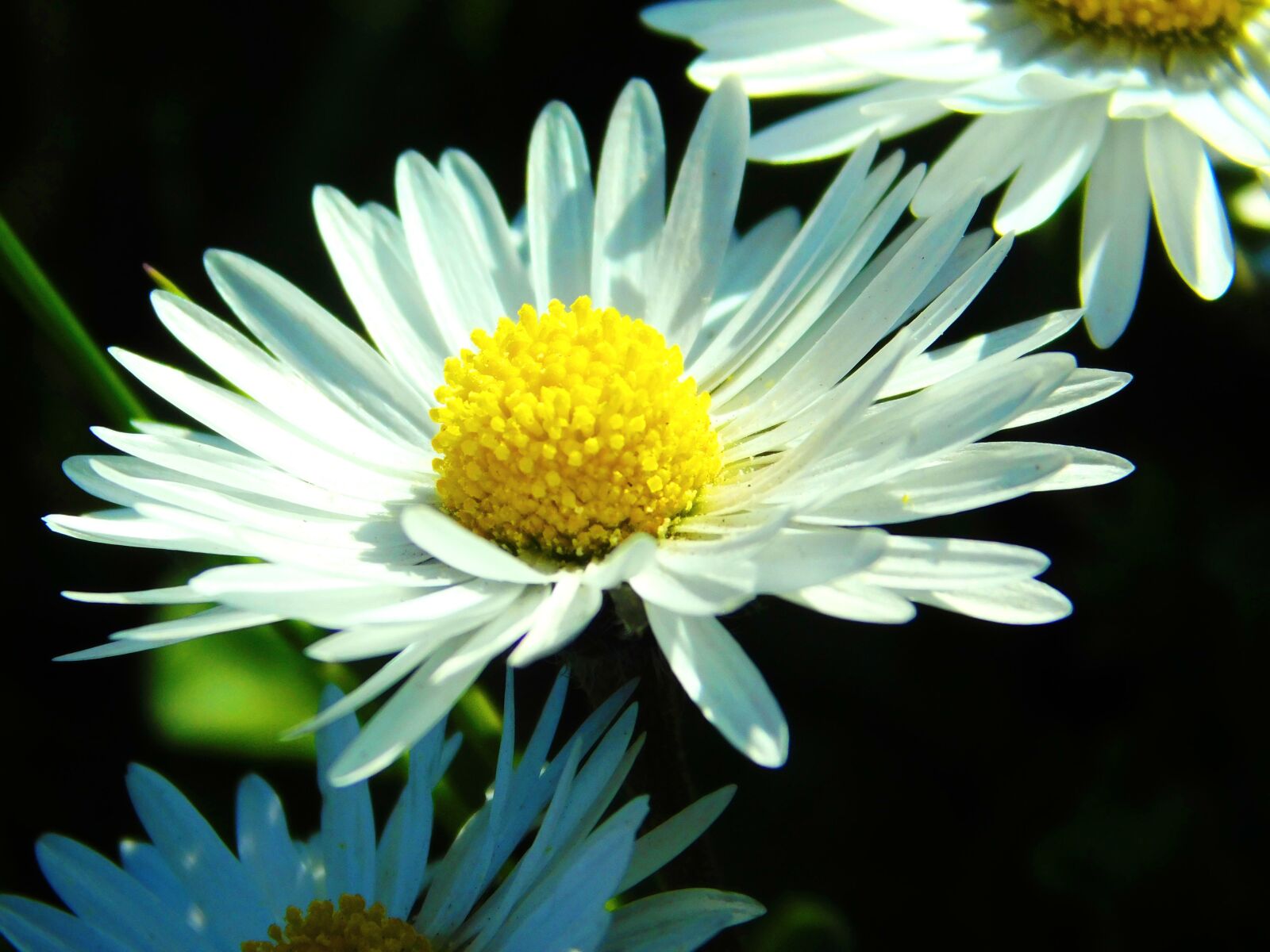 Nikon Coolpix B500 sample photo. Beautiful flower, yellow, garden photography