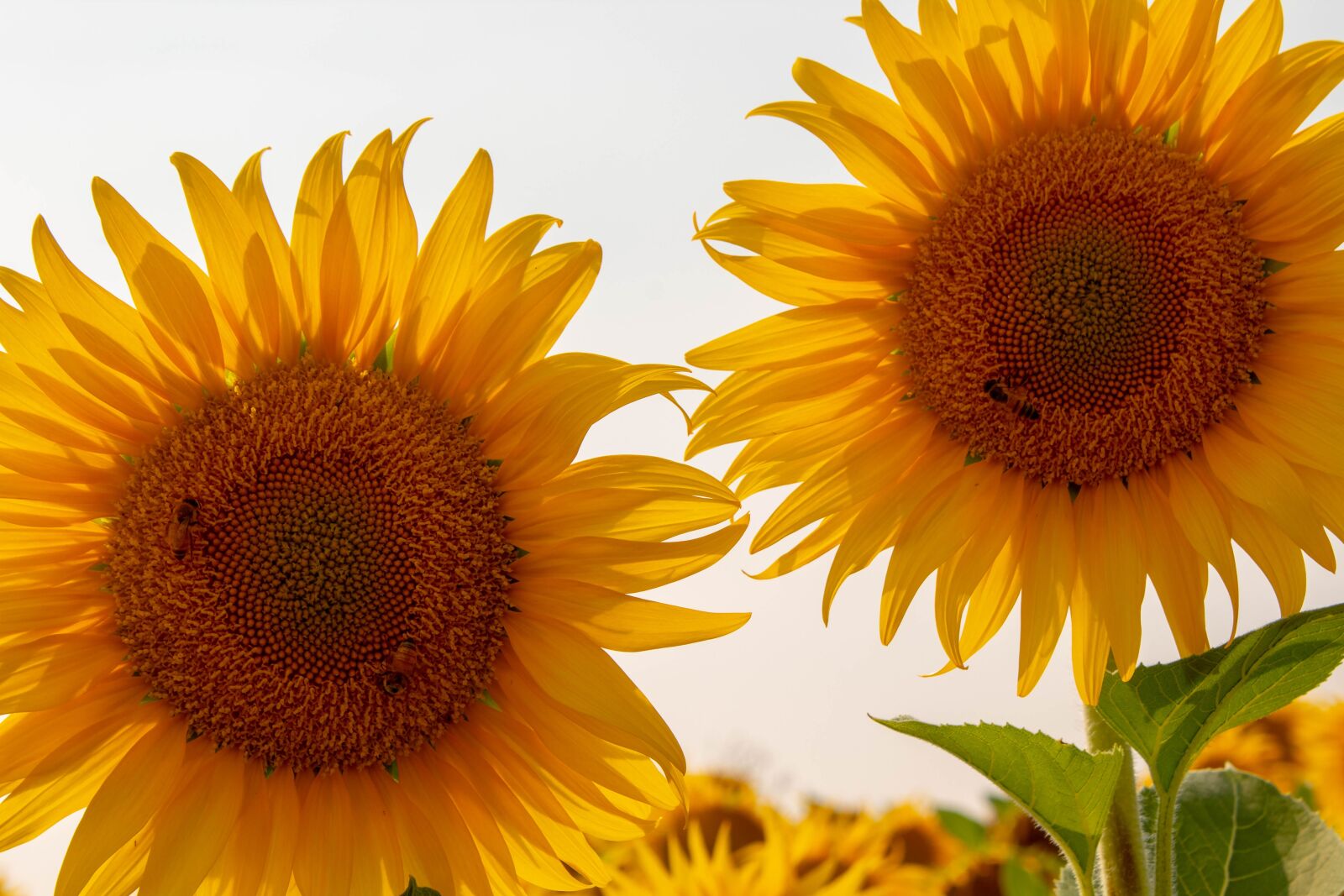Canon EOS 1300D (EOS Rebel T6 / EOS Kiss X80) sample photo. Sunflower, sunflowers, yellow photography