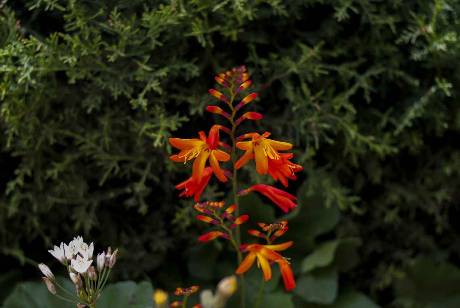Nikon D60 sample photo. Flower, nature, plant photography