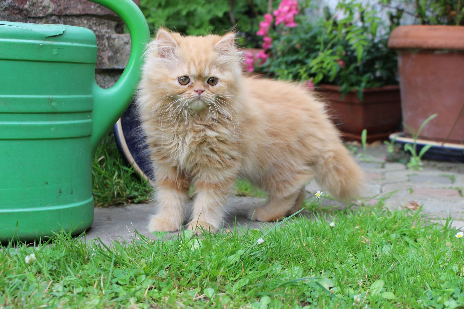 Canon EOS 700D (EOS Rebel T5i / EOS Kiss X7i) sample photo. Cat, kitten, red tomcat photography