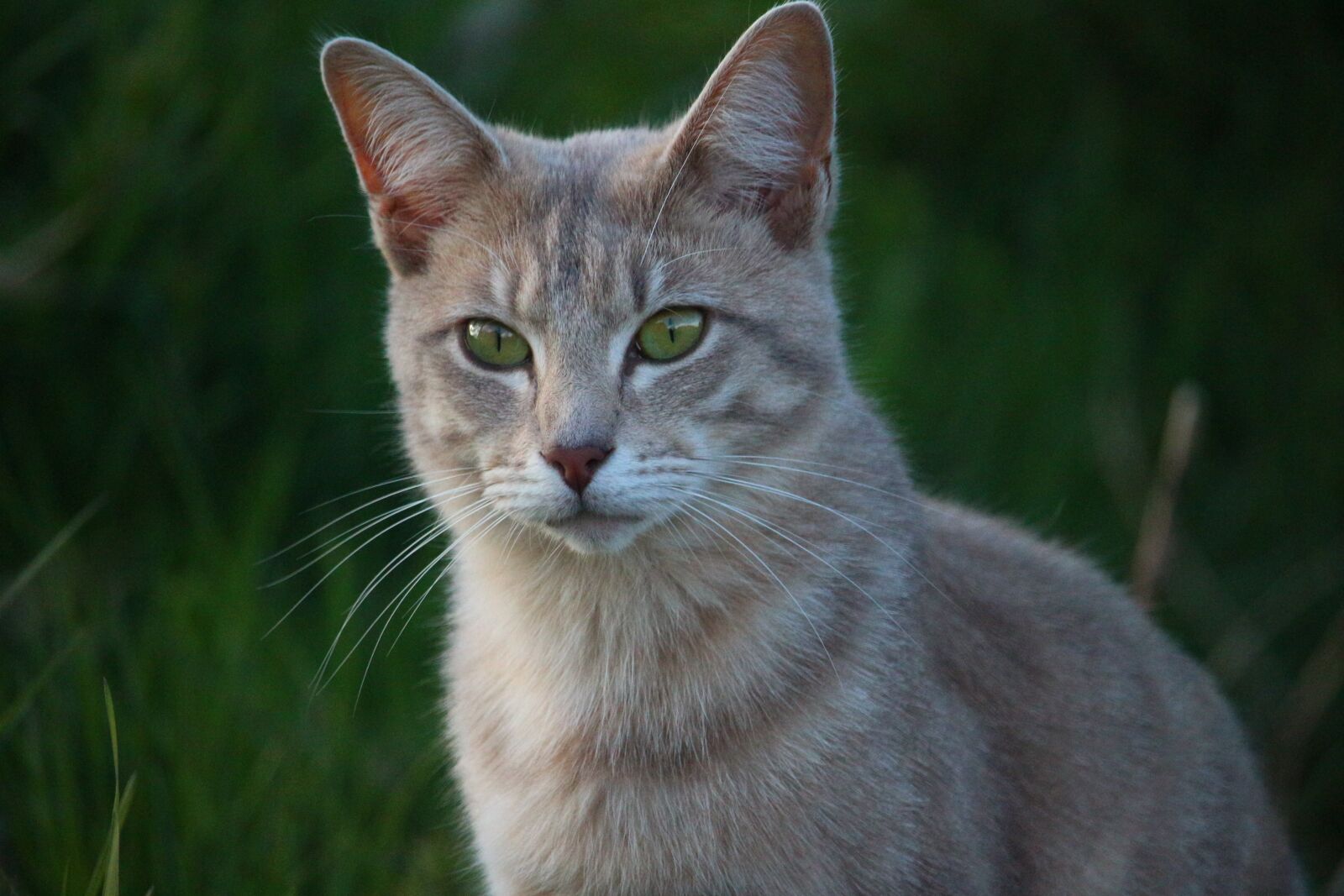 Canon EOS 100D (EOS Rebel SL1 / EOS Kiss X7) sample photo. Cat, mieze, tiger cat photography