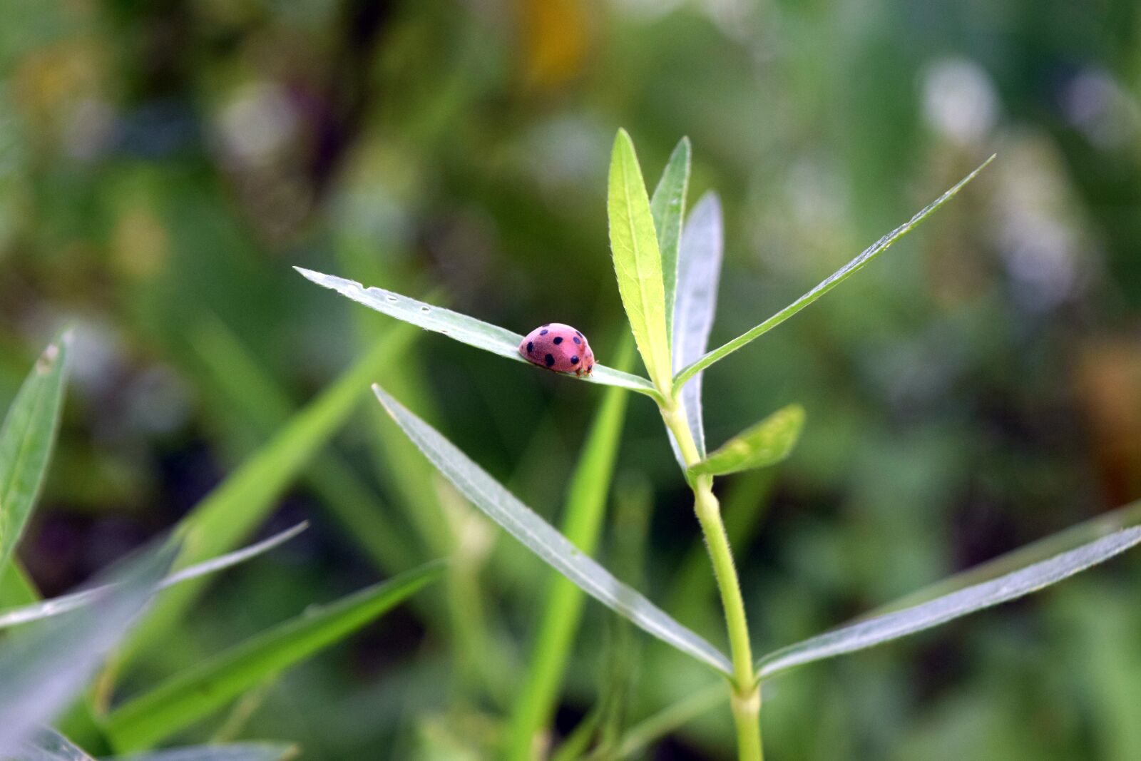 Nikon D3300 sample photo. Bug, grass, nature photography