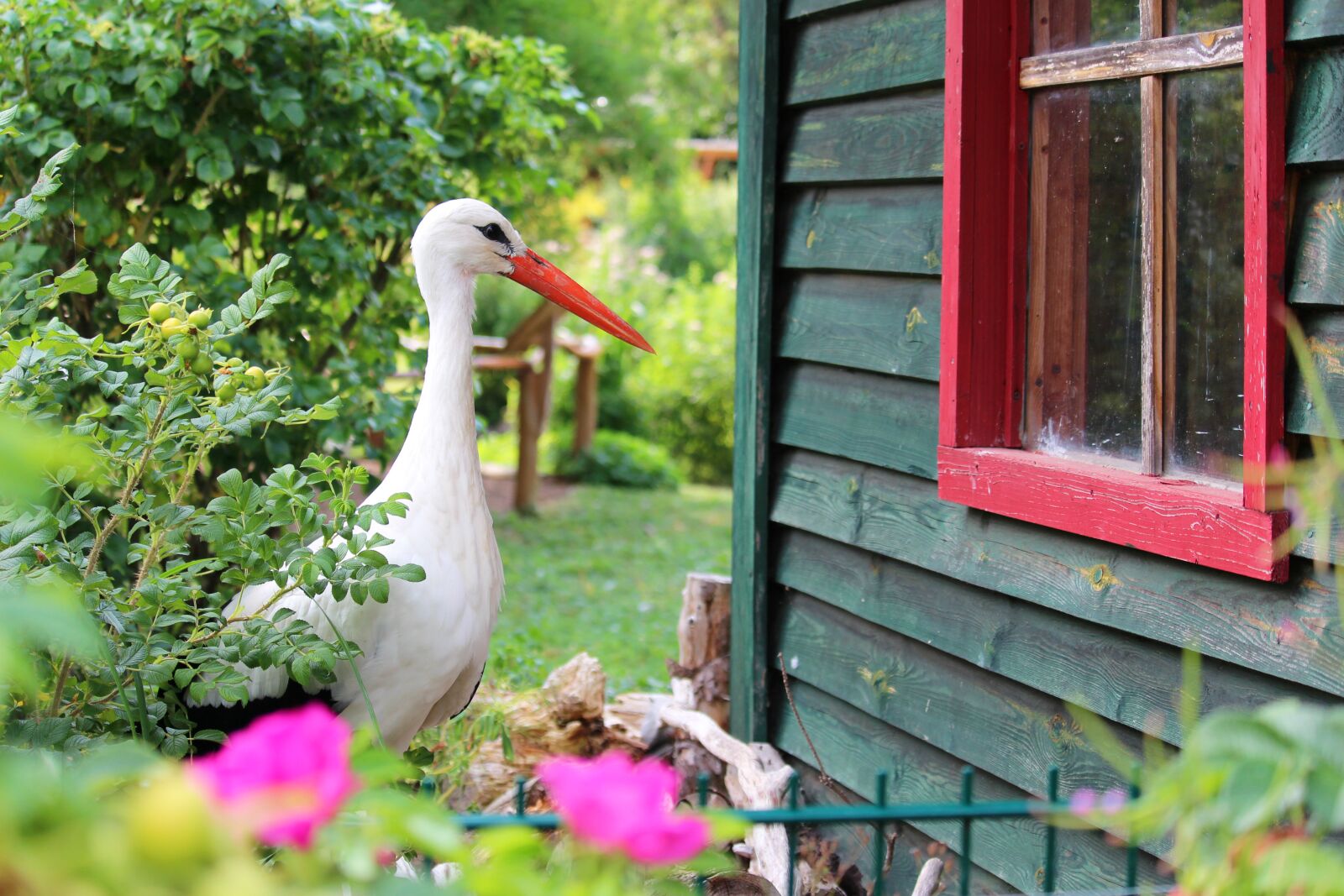 Canon EF-S 55-250mm F4-5.6 IS STM sample photo. Stork, rattle stork, bird photography