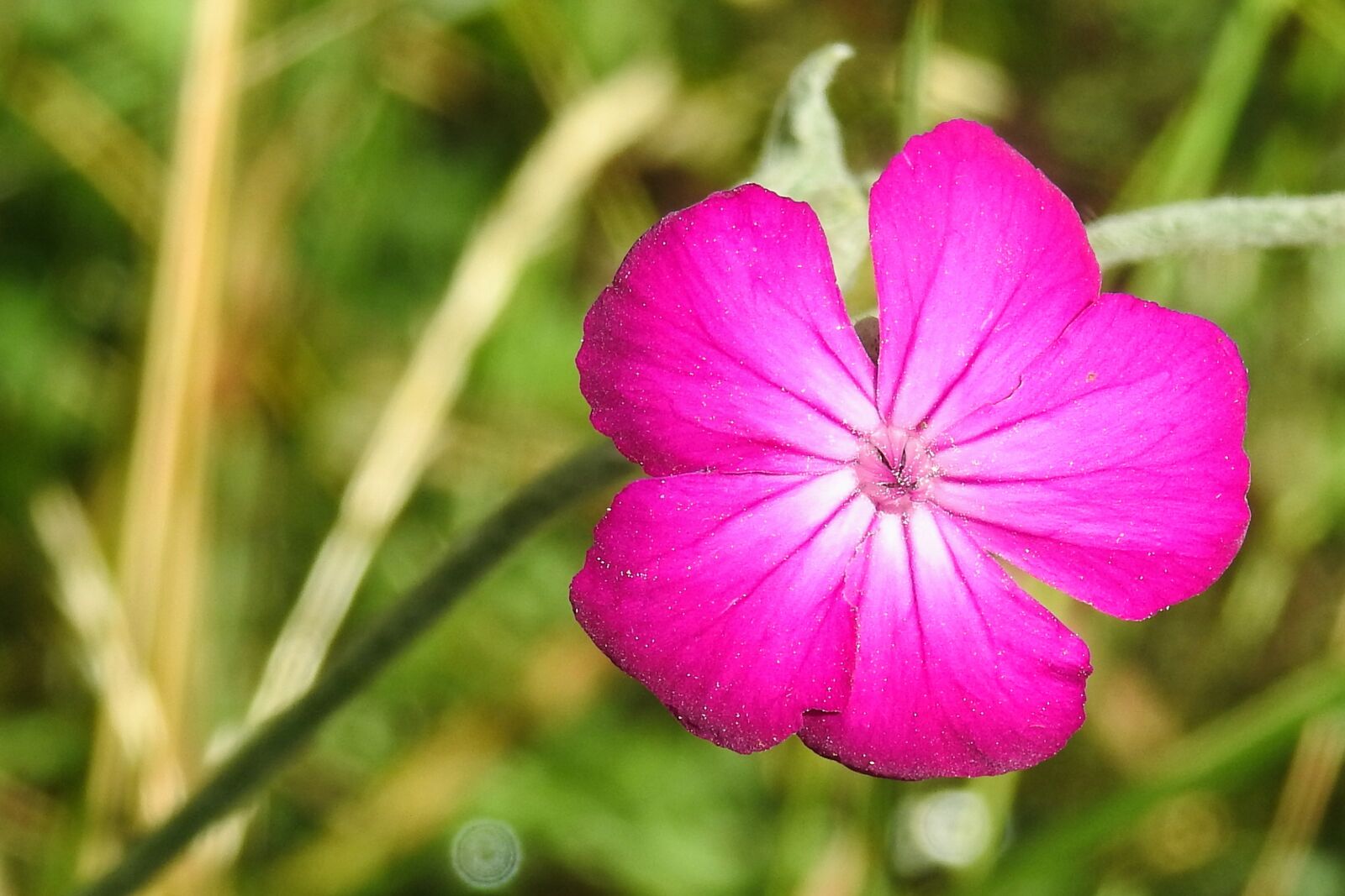 Nikon Coolpix P900 sample photo. Pointed flower, wild flower photography
