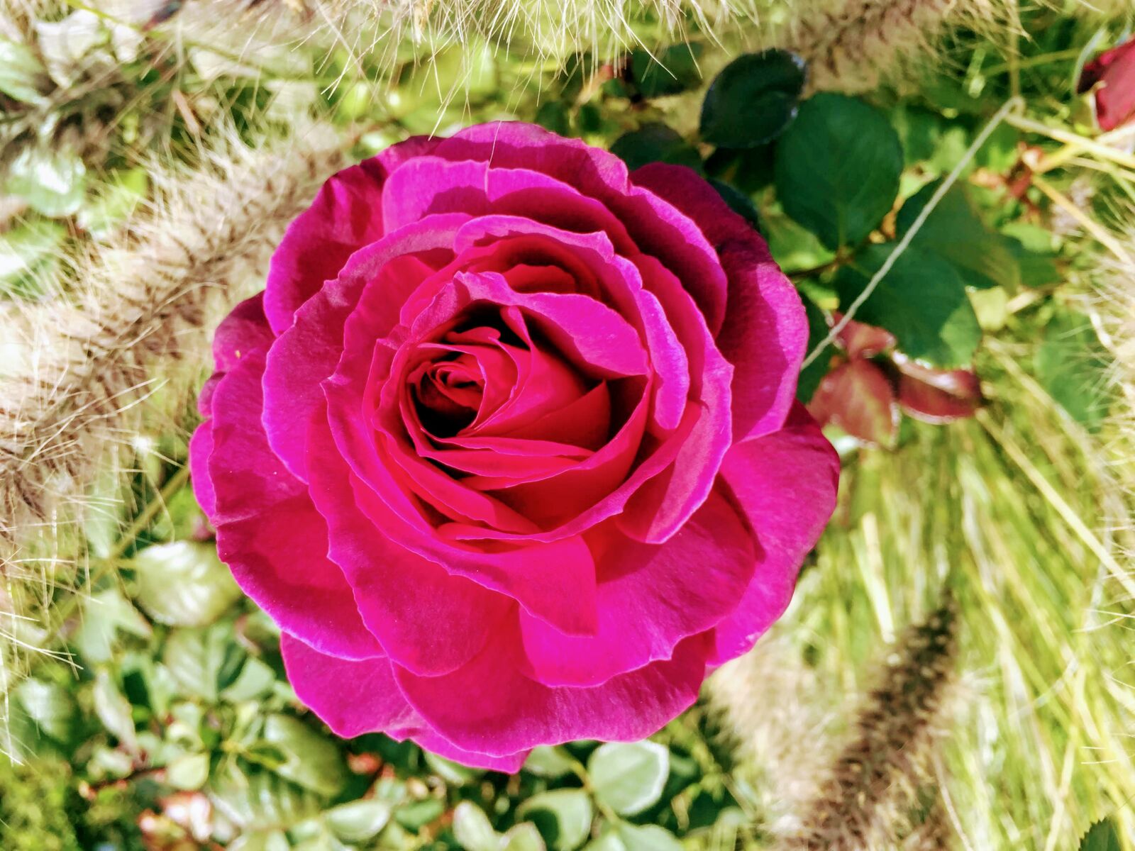 iPhone 6 back camera 4.15mm f/2.2 sample photo. Rose, red rose, flower photography