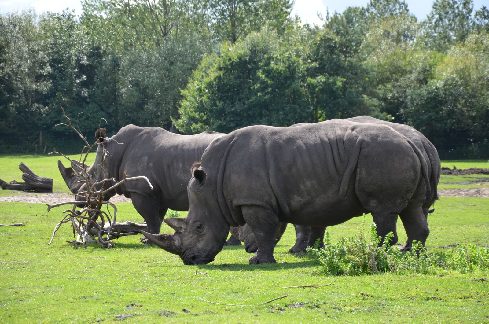Nikon D5100 sample photo. Rhino, safari, africa photography