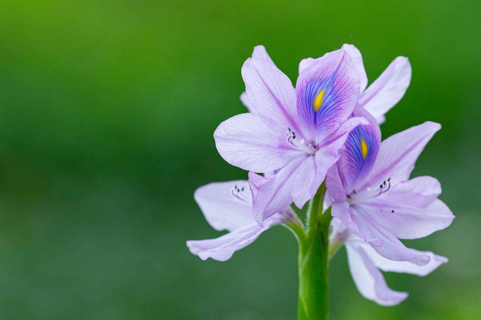 Canon EOS 5D Mark III + Canon EF 135mm F2L USM sample photo. Eichhornia crassipes, flower, ruffles photography