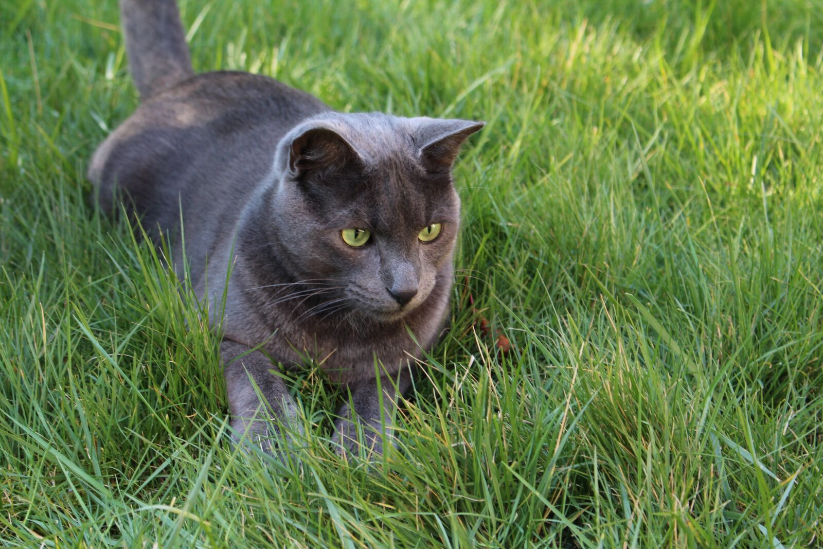 Canon EOS 700D (EOS Rebel T5i / EOS Kiss X7i) sample photo. Cat, grey cat, green photography