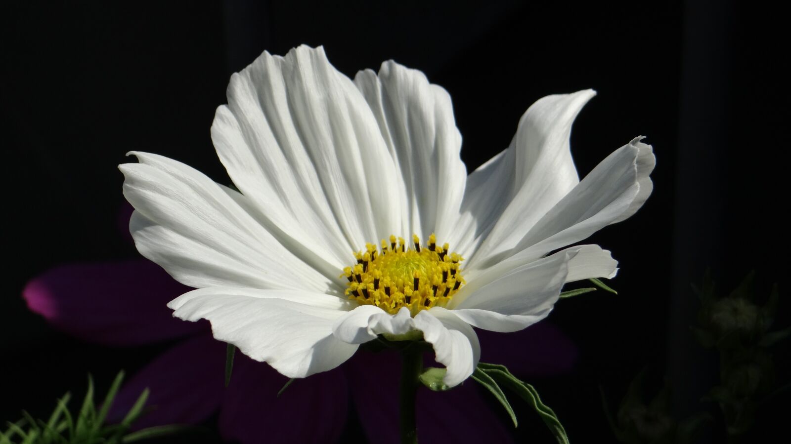 Sony DSC-HX200V sample photo. Cosmea, cosmos, blossom photography