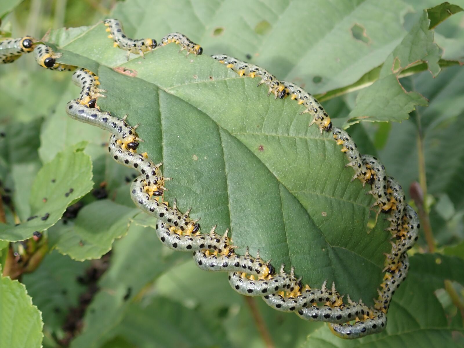 Olympus TG-5 sample photo. Track, larvae, breitf ssige photography