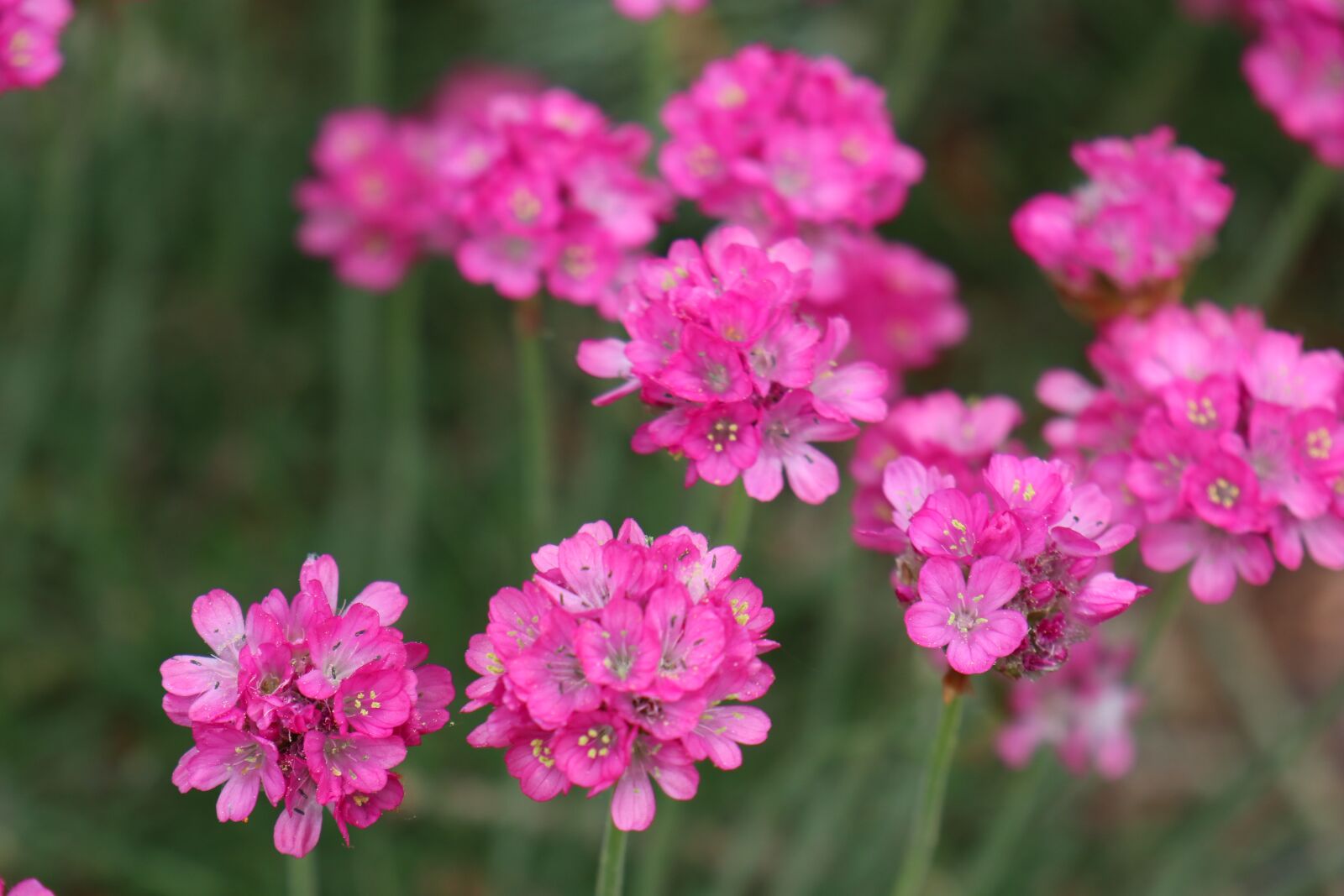 Canon EOS M6 sample photo. Spring, may, garden photography