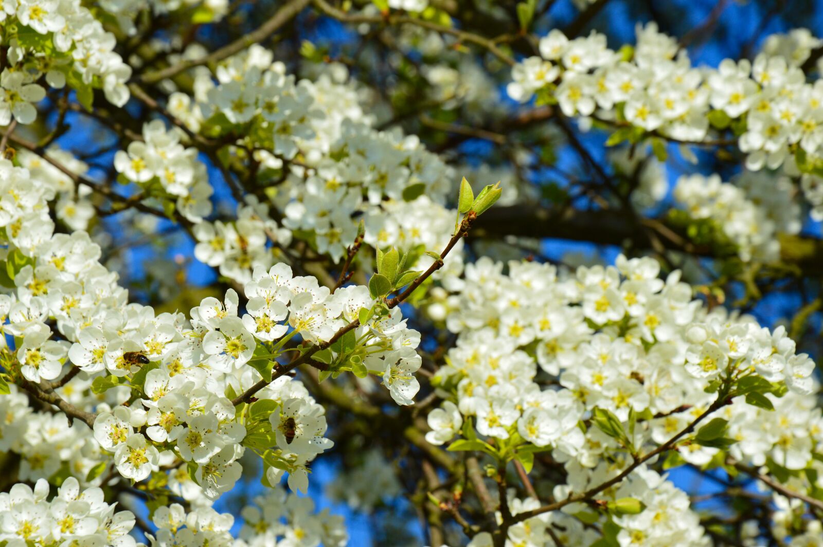 Nikon D3200 sample photo. Pear tree, pear, tree photography