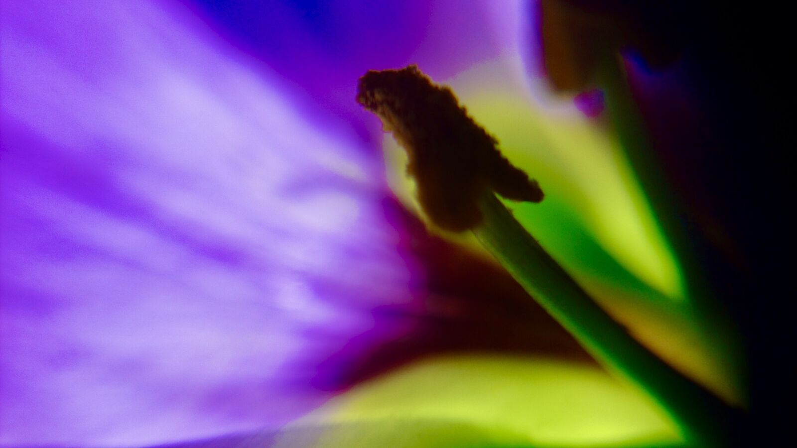 Sony Xperia Z5 Compact sample photo. Macro, flower macro, beautiful photography