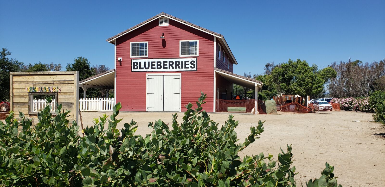 Samsung Galaxy S9+ sample photo. Blueberry farm, farm, country photography