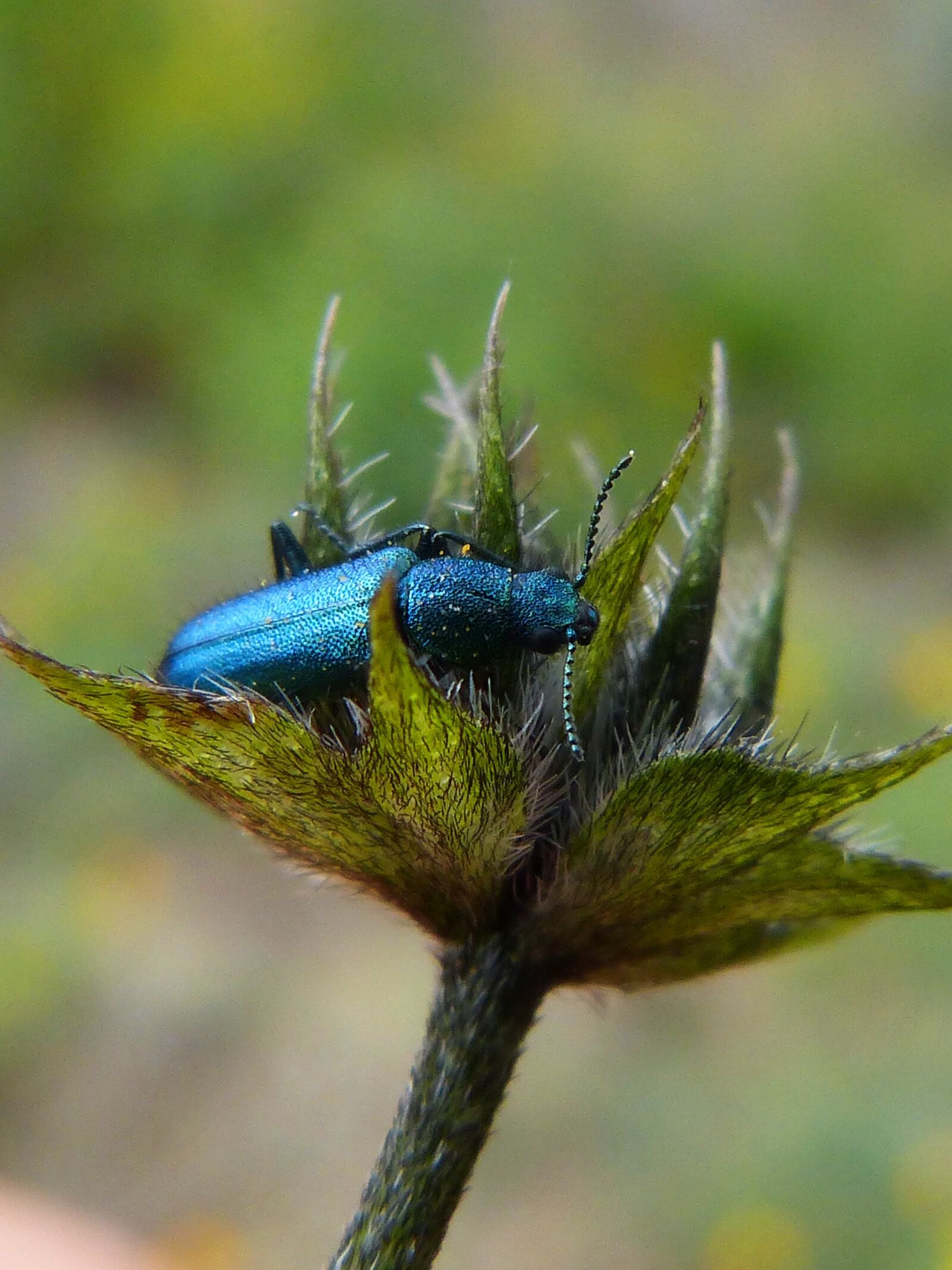 Panasonic DMC-FZ62 sample photo. Psilothrix cyaneus, coleoptera, green photography