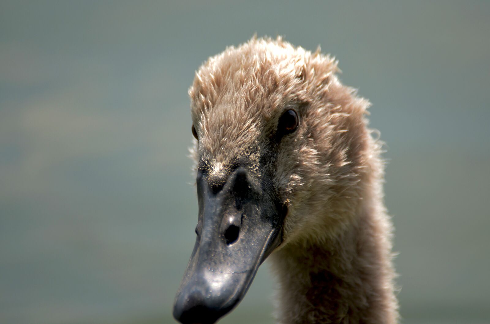 Nikon D5100 sample photo. Swan, child, young photography