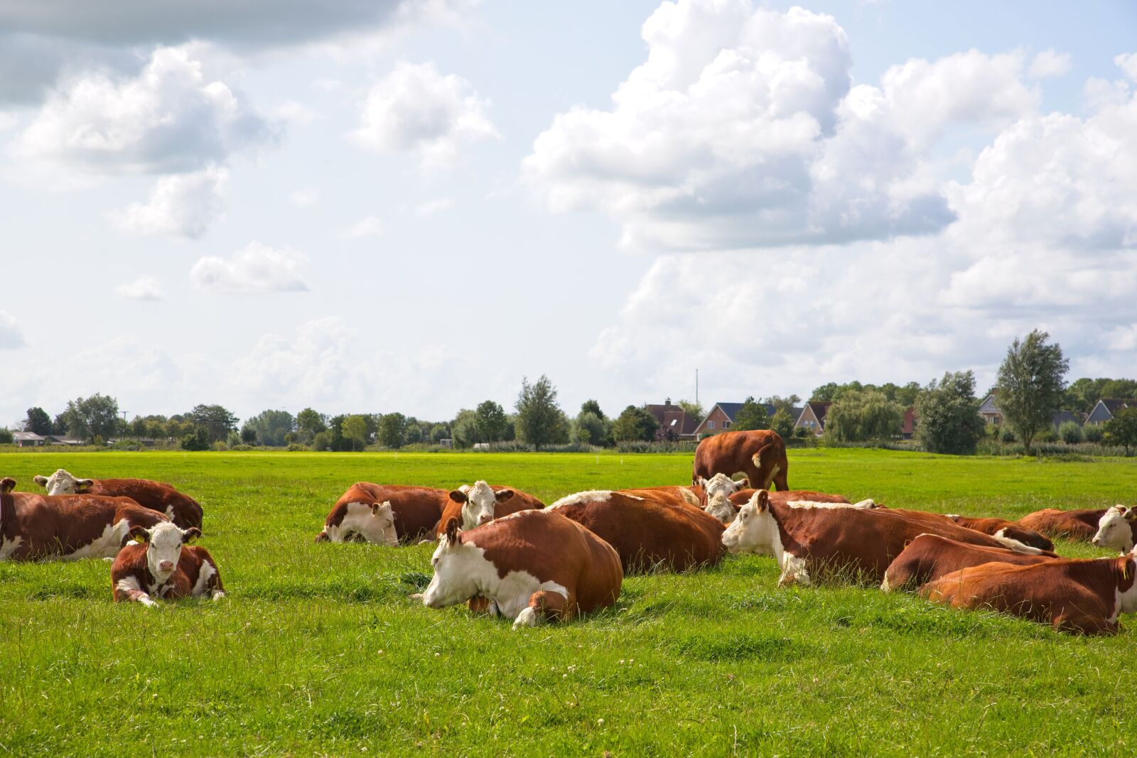 Canon EOS 6D Mark II sample photo. Cow, cows, the red-fur photography