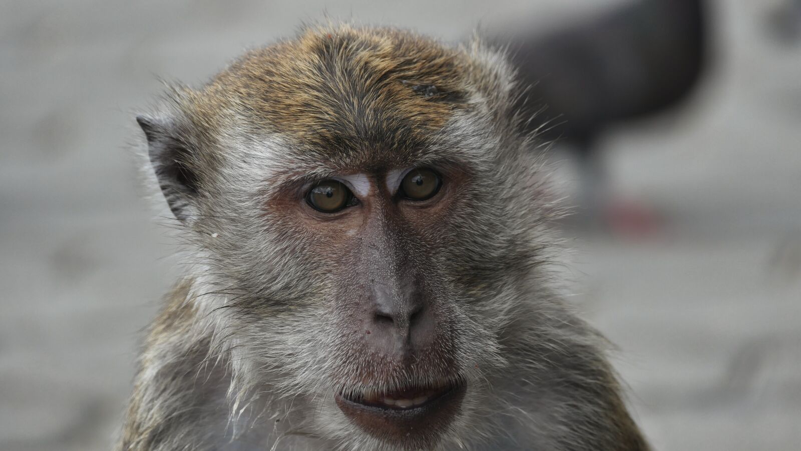 Panasonic Lumix DMC-FZ1000 sample photo. Monkey, well, yes photography