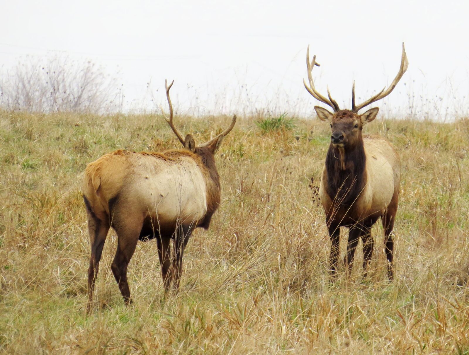 Canon PowerShot SX50 HS sample photo. Elk, brown, wildlife photography