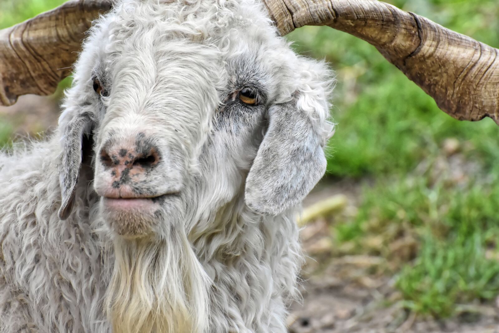 Nikon D7200 sample photo. Billy goat, cashmere goat photography